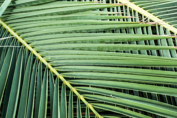 Palmenblätter. — Stockfoto
