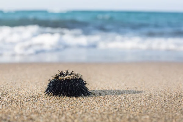 Urchin  at the coast line. — Stock Photo, Image