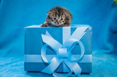 Mavi hediye kutusunda gri tekir kedi yavrusu. Mavi bir hediye kutusu.