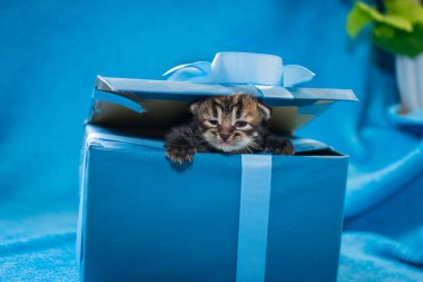 Mavi hediye kutusunda gri tekir kedi yavrusu. Mavi bir hediye kutusu.