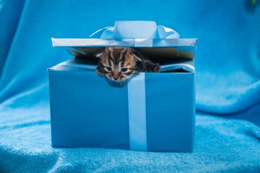 Mavi hediye kutusunda gri tekir kedi yavrusu. Mavi bir hediye kutusu.