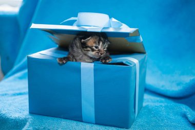 Mavi hediye kutusunda gri tekir kedi yavrusu. Mavi bir hediye kutusu.
