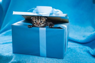 Mavi hediye kutusunda gri tekir kedi yavrusu. Mavi bir hediye kutusu.