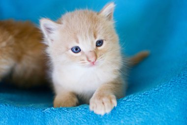 İki Ragdoll kedisi, küçük komik kediler mavi battaniyede uyumaya bayılırlar. Aynı çöpten gelen kardeşler..