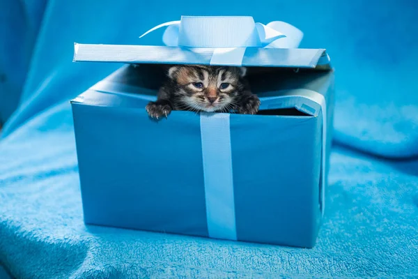 Mavi hediye kutusunda gri tekir kedi yavrusu. Mavi bir hediye kutusu.