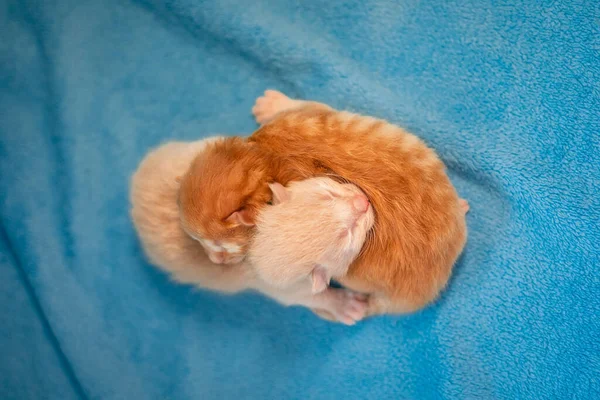 Dwa Kotki Ragdoll Małe Śmieszne Kotki Uwielbiają Spać Razem Niebieskim — Zdjęcie stockowe