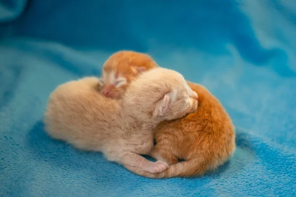 Two Ragdoll Cats Small Funny Kittens Love Sleeping Together Blue — Stock Photo, Image