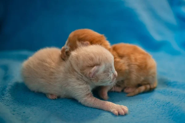 Dwa Kotki Ragdoll Małe Śmieszne Kotki Uwielbiają Spać Razem Niebieskim — Zdjęcie stockowe