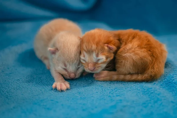 两只布娃娃猫 这两只滑稽的小猫咪喜欢在蓝色的毛毯上以滑稽的姿势睡在一起 从相同的垃圾中分离出来的兄弟姐妹 — 图库照片