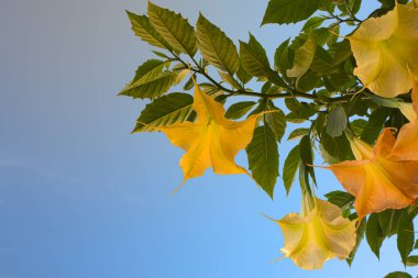 Melek ya da Şeytan 'ın Borusu adlı sarı çiçekli bitki, yazın aşağıdan çekilen fotoğraf.