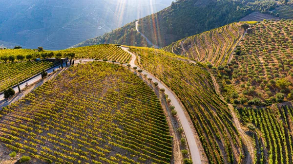 Панорамное Фото Виноградного Поля Закате — стоковое фото