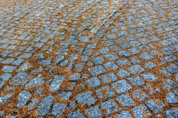 Серые Мощения Отличие Оранжевых Сухих Листьев — стоковое фото