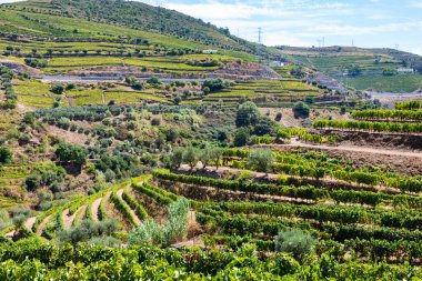 Dağ üzüm bağları güneş ışığında sıralanmış.