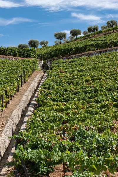 Sadzenie Winorośli Przeznaczonych Zbioru Przetwarzania Wina — Zdjęcie stockowe
