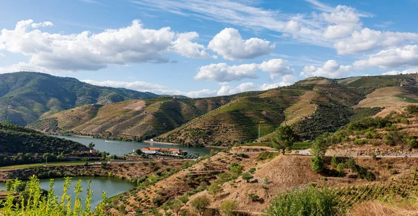 Vineyards planted in the mountains for harvesting and wine processing