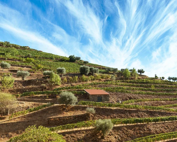 Vinhas Plantadas Nas Montanhas Para Colheita Processamento Vinho — Fotografia de Stock