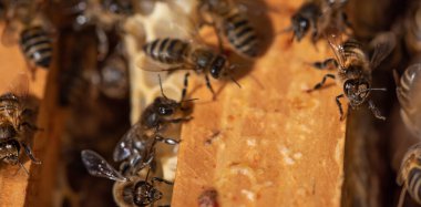 Bal, polen, propolis ve kraliyet jölesi elde etmek için yakın plan arı kovanı tüm dünyada tüketiliyor çünkü insanlar için çok faydalı bir ürün.