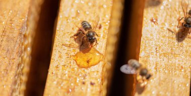 Bal, polen, propolis ve kraliyet jölesi elde etmek için yakın plan arı kovanı tüm dünyada tüketiliyor çünkü insanlar için çok faydalı bir ürün.