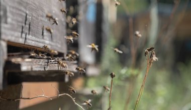 Bal, polen, propolis ve kraliyet jölesi elde etmek için yakın plan arı kovanı tüm dünyada tüketiliyor çünkü insanlar için çok faydalı bir ürün.