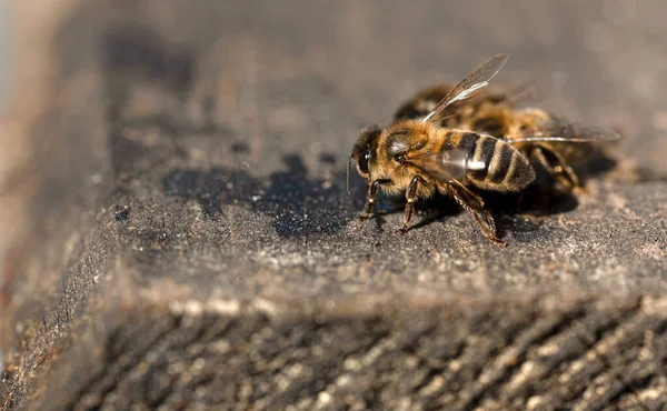 灰色の背景に蜂の前景 選択的焦点 コピースペース — ストック写真