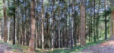 Yaz mevsiminde orman manzarası, Ormanda parlayan güneş ışığı