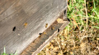 Bal, polen, propolis ve kraliyet jölesi elde etmek için yakın plan arı kovanı tüm dünyada tüketiliyor çünkü insanlar için çok faydalı bir ürün.