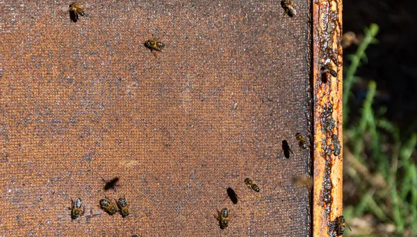Bienen Einer Wabe Die Honig Produziert Selektiver Fokusschuss Auf Bienen — Stockfoto