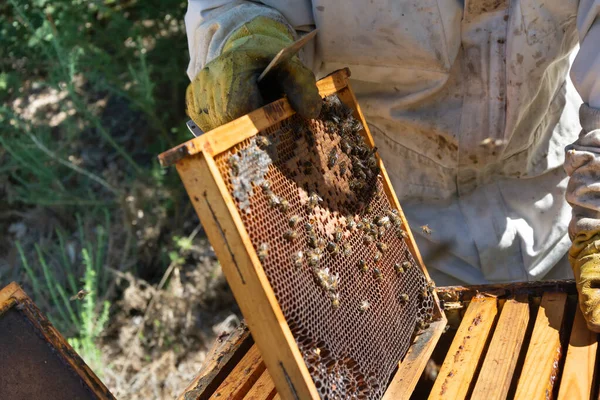 蜂窝是获得蜂蜜 蜂胶和蜂王浆的特效蜂窝 它是一种对人类非常有益的产品 因此在全世界被广泛食用 — 图库照片