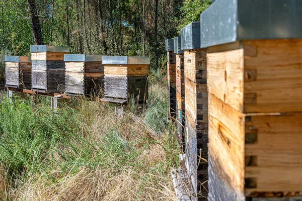 Κυψέλες Ένα Μελισσοκομείο Στη Φάρμα Μελισσών Μια Καλοκαιρινή Μέρα — Φωτογραφία Αρχείου