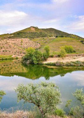 Suya yansıyan dağ sarmaşıklarının manzarası, tarım kavramı