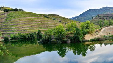 Suya yansıyan dağ sarmaşıklarının panoramik manzarası, tarım kavramı
