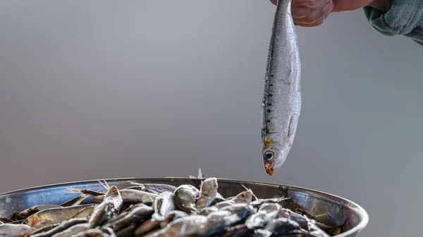 Масштаб Сырыми Сардинами Торговле Рыбой Сосредоточиться Переднем Плане — стоковое фото