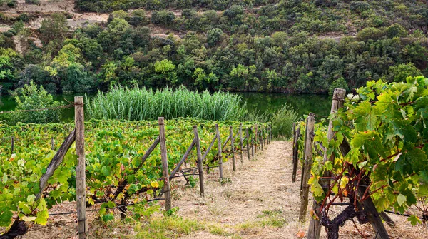 Hermosa Tierra Plantada Viñas Las Montañas Junto Río — Foto de Stock