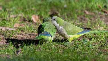 Bir çift papağan şehrin bahçesinde birbirleriyle konuşuyor.