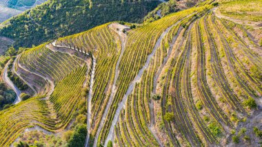 Dağlardaki ekili arazideki sarmaşıkların hava fotoğrafçılığı