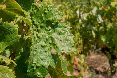 Colomerus vitis hastalığı olan Erinosis ile üzüm yaprakları.