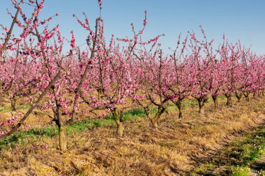 İspanya, Prunus Persica ve Rosaceae 'de yetişen çiftlikte şeftali çiçekleri.