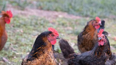 Kümesteki tavuklar yeşil arka planda kameraya bakıyor.
