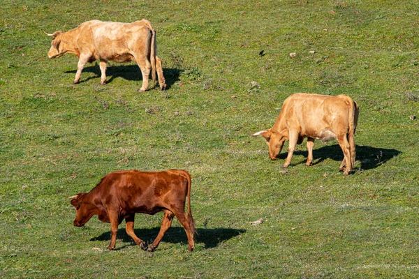 Pradera Verde Con Hierba Tres Vacas Pastando Día Soleado — Foto de Stock