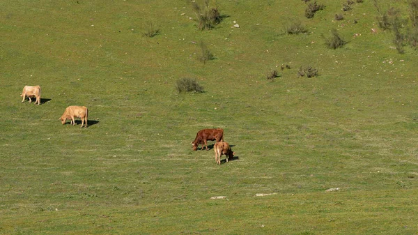 Çimenli Yeşil Çayır Güneşli Bir Günde Otlayan Inekler — Stok fotoğraf