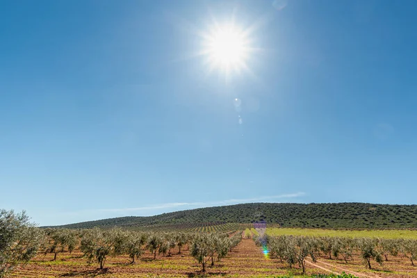 Azeitonas Fileiras Num Campo Semeado Para Colheita Azeitonas Pôr Sol — Fotografia de Stock