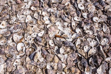 İstiridye kabuğu yığını tüm arka planı kahverengimsi bir tonla kaplıyor.