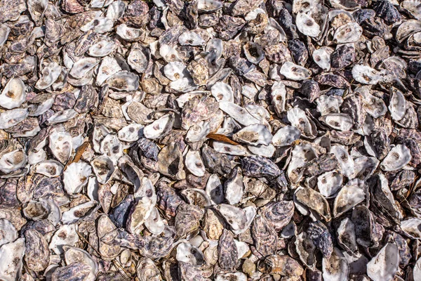 İstiridye kabuğu yığını tüm arka planı kahverengimsi bir tonla kaplıyor.