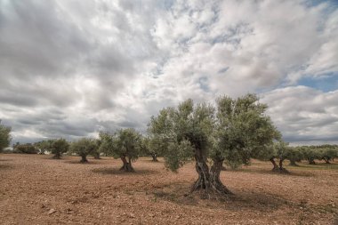 Olive Grove 'da sürülmüş topraklar gökyüzü bulutlarla, sürülmüş topraklarla çelişiyor.