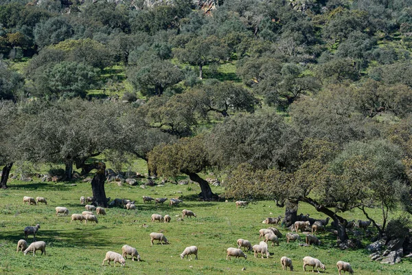 Ovelhas Pastando Pasto Prado Verde Com Azinheiras Dia Primavera — Fotografia de Stock