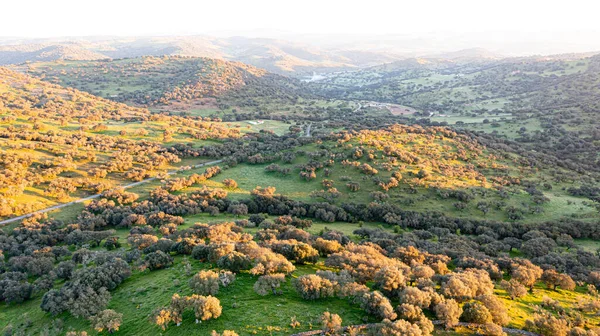 Tramonto Sul Prato Con Lecci Erba Verde Fotografia Dall Alto — Foto Stock