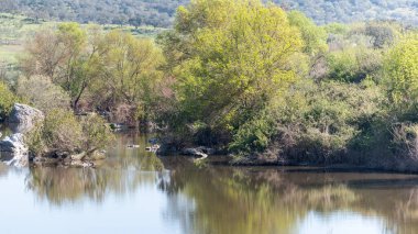 Nehirli göl ve ağaçlı çayır sıcak bir günde suya yansıyor.