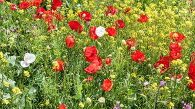 Tarlada rüzgar tepeden gelen gelinciklerle kaplıydı.