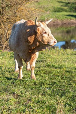 Çayırda otlayan sığırlar güneşli bir günde kameraya bakıyor.
