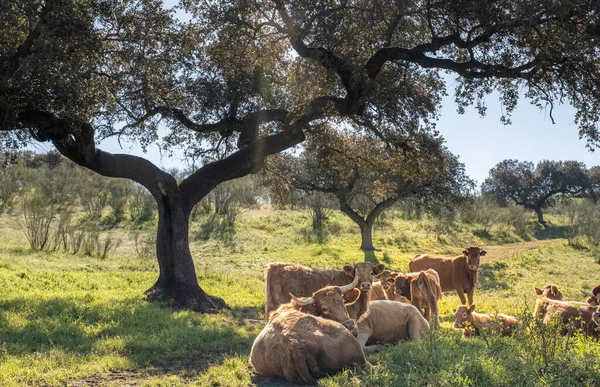 Cows Resting Meadow Sunset Summer Sunbeams — Stock Photo, Image